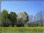 foto Ciliegi in fiore tra i Colli Asolani